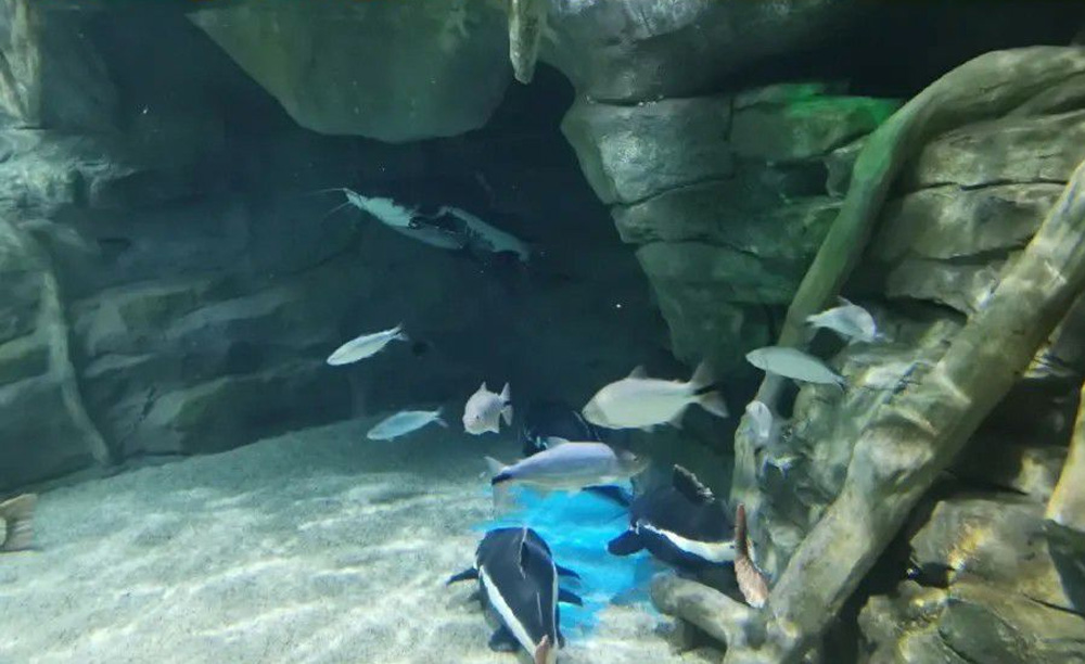 如何解決海洋館空氣潮濕問題？